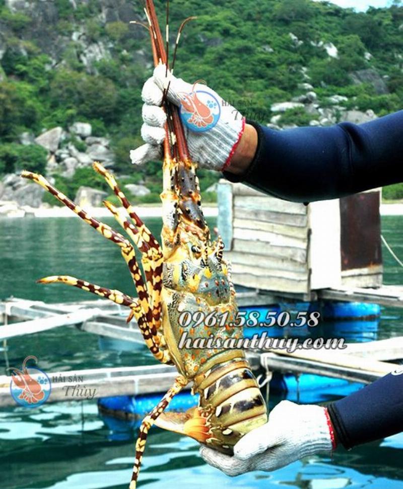 Hình ảnh tôm hùm xanh tươi sống tại vựa hải sản, tôm hùm xanh giá bao nhiêu